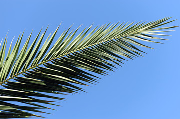 Obraz premium phoenix foglie 1057