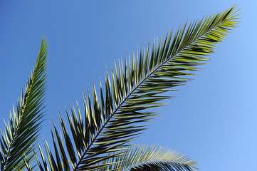 Fototapeta premium phoenix foglie 1059