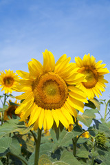 Ripe bright sunflower growing on a farmer field