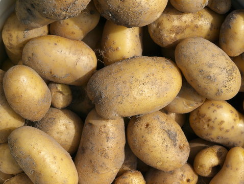 New potatoes. Autumn Harvest.
