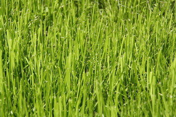 Gras 1