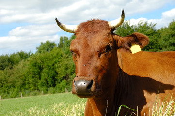 Cow face
