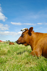 Cow resting on green field
