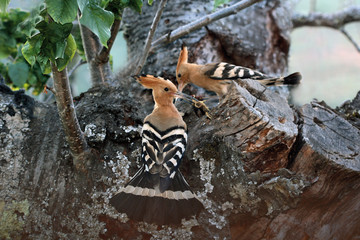Abubillas © José Luis Sánchez Ma