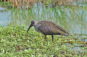 Hadida Ibis