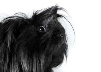 schwarzes meerschweinchen / black guinea pig portrait