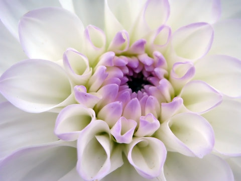 Closeup of white dahlia