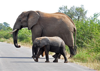 Fototapeta na wymiar African Elephant and calf