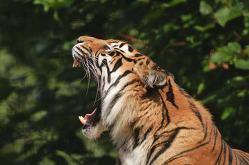 Sumatran Tiger
