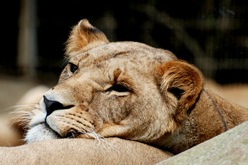 Löwin, Zoo Osnabrück