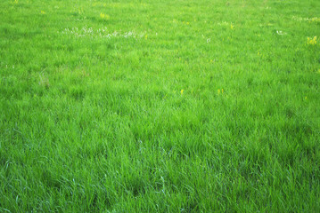 Schöne grüne Wiese