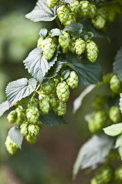 Hopfen