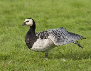 Barnacle goose