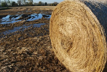 Hay bale and field