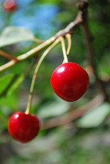 Cherries on the tree