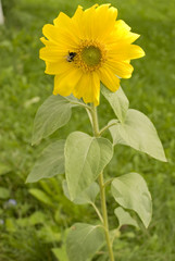 Sunflower. Helianthus annuus
