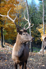 Elk