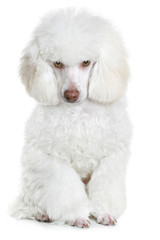 White poodle
