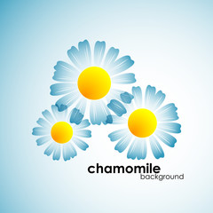 chamomile background, eps10