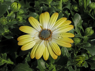 Dimorphoteca, Polarstern - Glandula Cape marigold