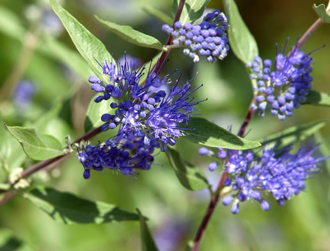 Bartblume