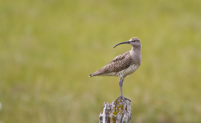 Whimbrel (Numenius phaeopus)