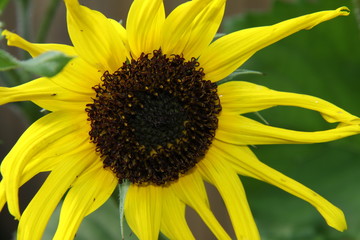 Obraz premium Sonnenblume