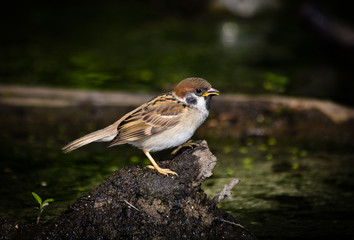 Passer montanus, Tree Sparrow