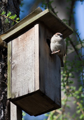Passer montanus, Tree Sparrow