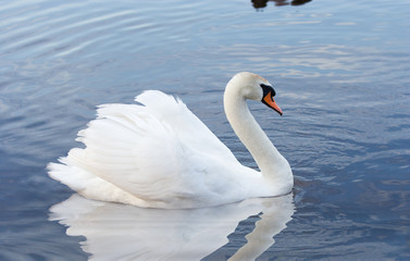 Plakat white swan
