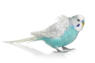 Blue Budgerigar on white background © jagodka