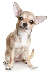 Chihuahua Sitting Upright On White - obrazy, fototapety, plakaty