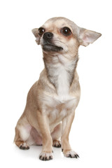 Chihuahua sitting  on a white background