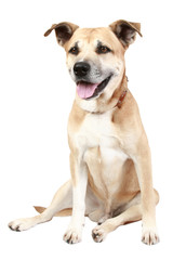 dog  in front of a white background