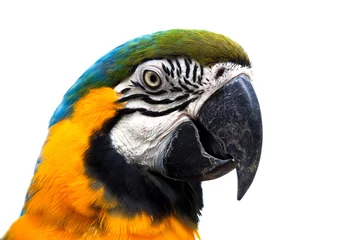 Velours gordijnen Papegaai beautiful parrot