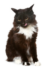Black cat on a white background
