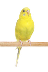 Yellow budgie on a branch