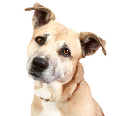 Staffordshire terrier dog on a white background