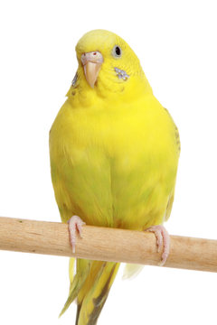 Yellow budgie on a branch