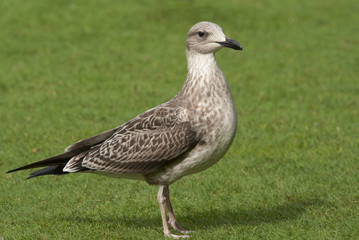 Obraz premium Seagull