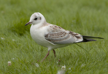 Black-headed gull