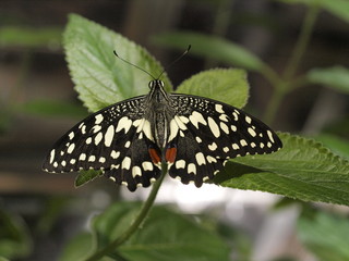 Mariposa en Paris