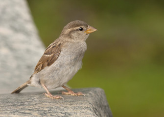 House sparrow