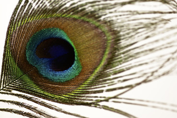 peacock feather close up