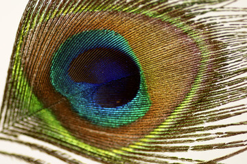 Naklejka premium peacock feather front view