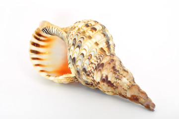 shell large with opening left