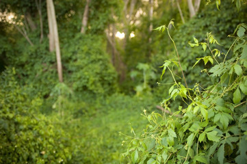 Lush jungle greenery