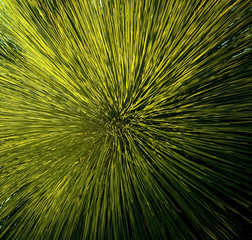 Grass Tree Detail
