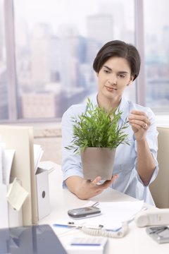 Female office worker holding potted plant