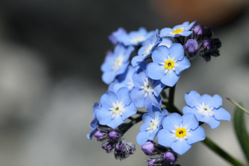 Alpine flowers